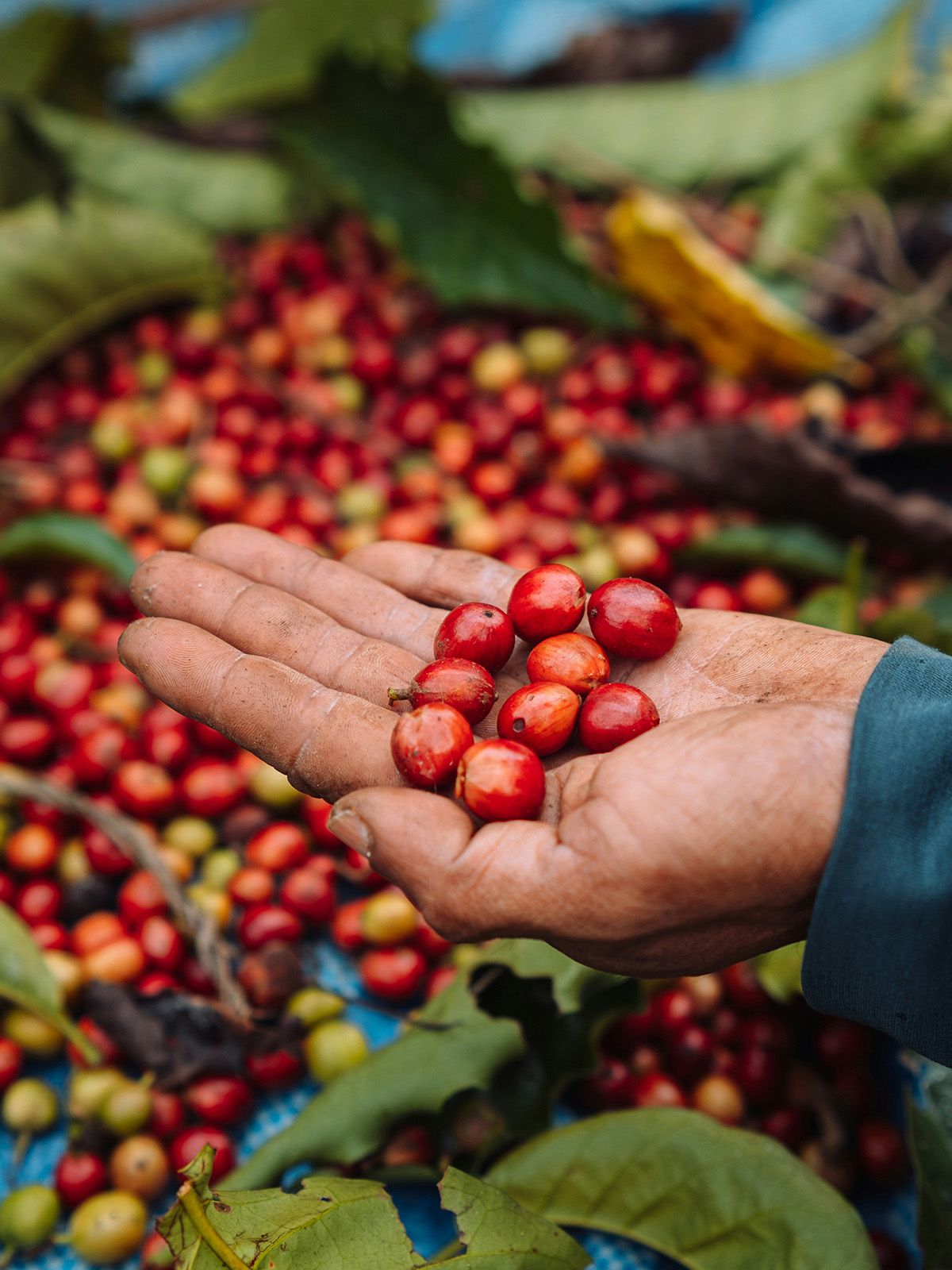 Hand holding fresh coffee cherries at a Costa Rican farm