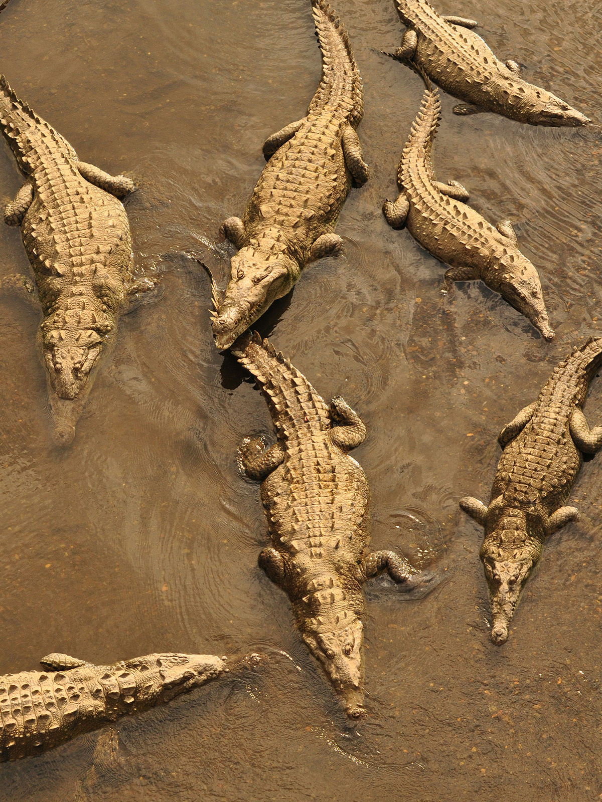 Crocodiles on the bank of the Tárcoles river