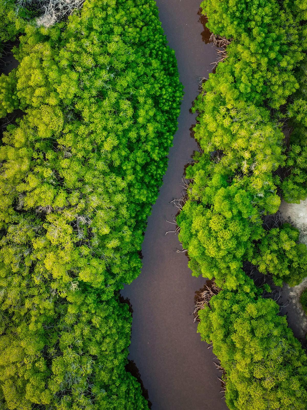Aerial view of mangrove channels in Manuel Antonio